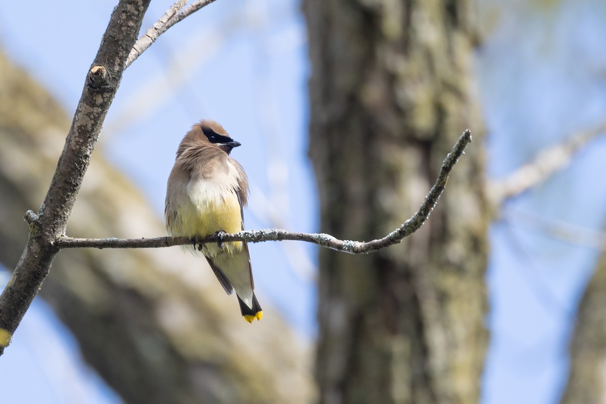 Cedar Waxwing - ML641416391
