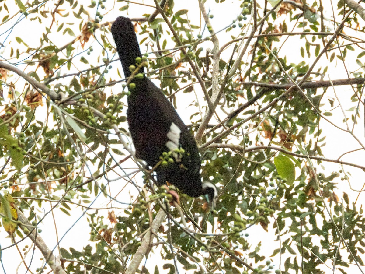 Pava Goliblanca - ML641416392