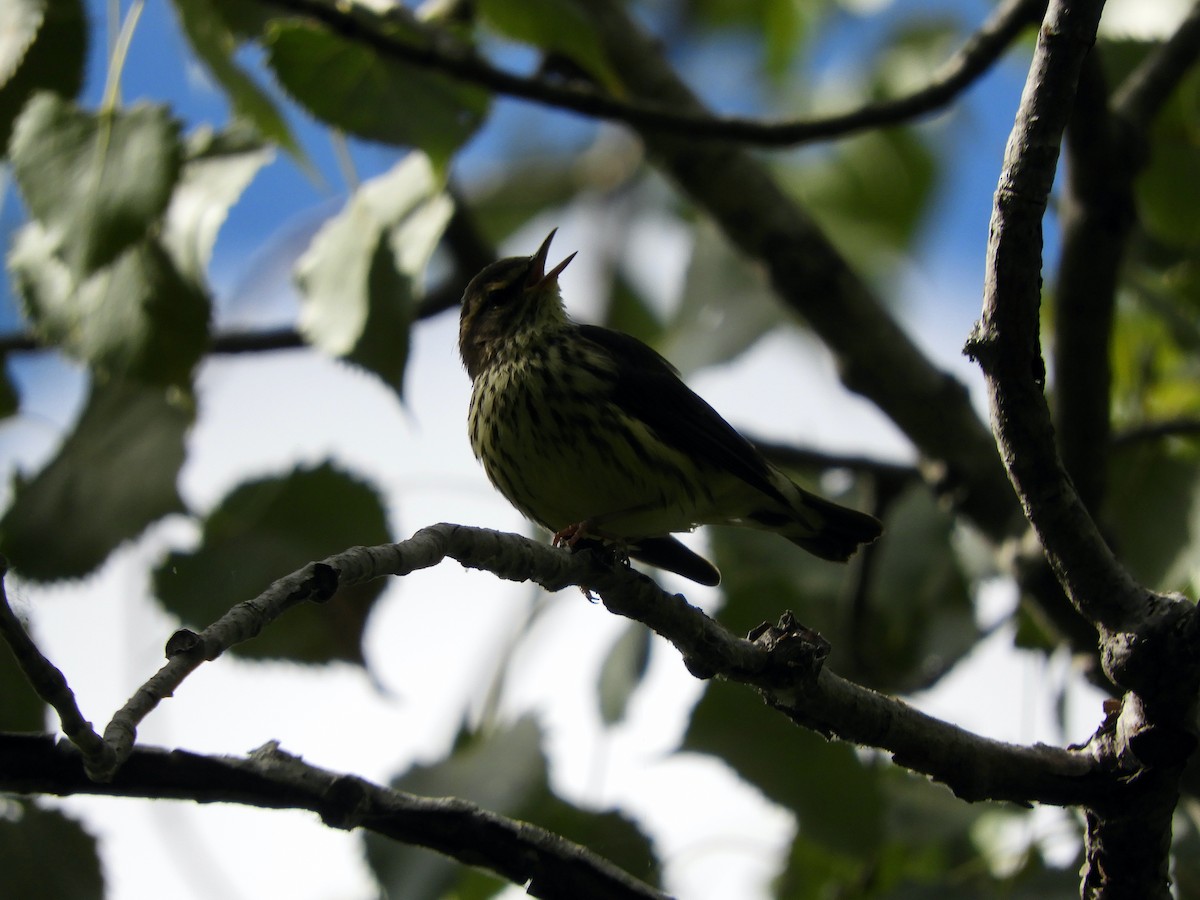Northern Waterthrush - ML641416394