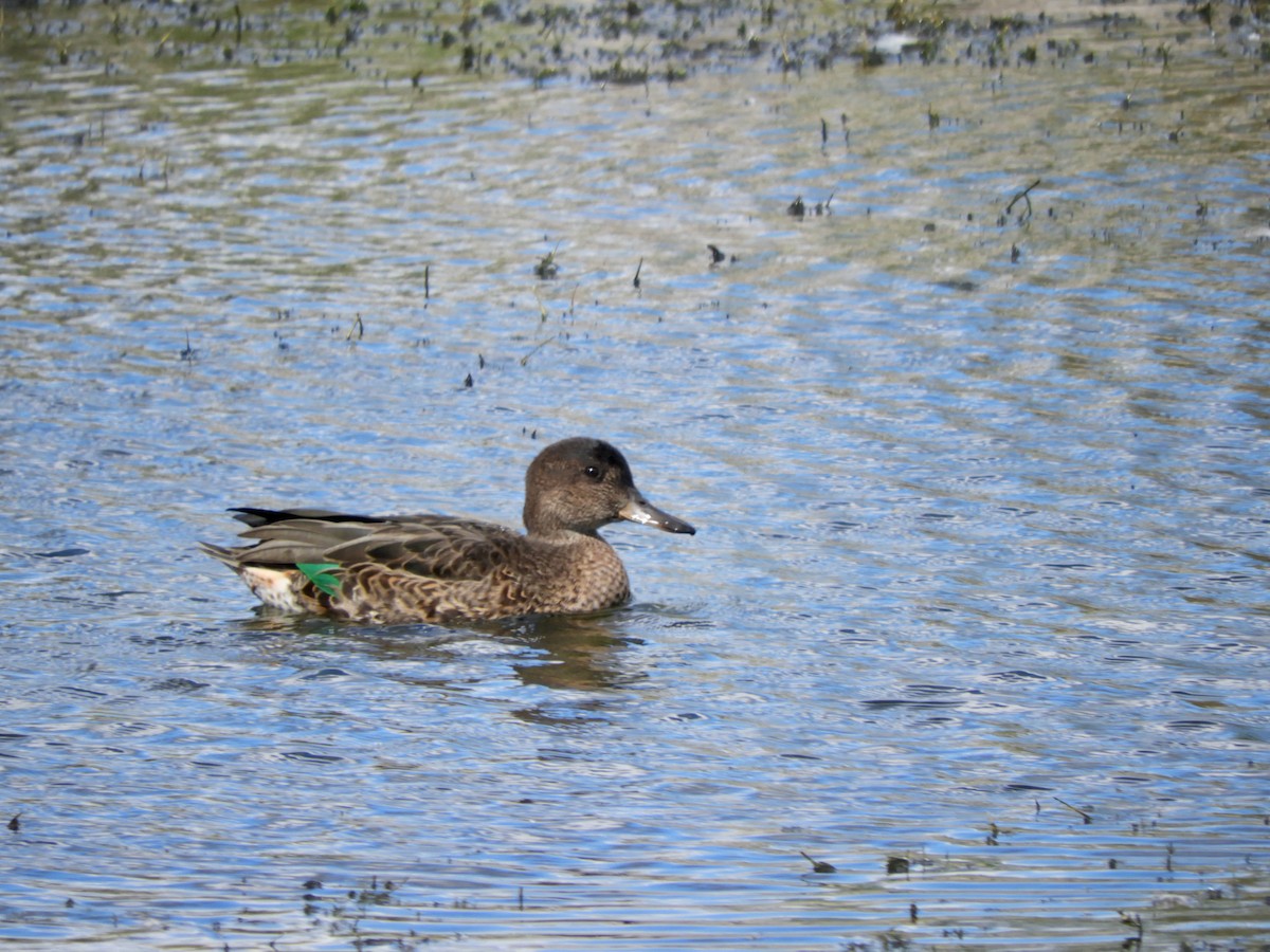 Green-winged Teal - ML641416403