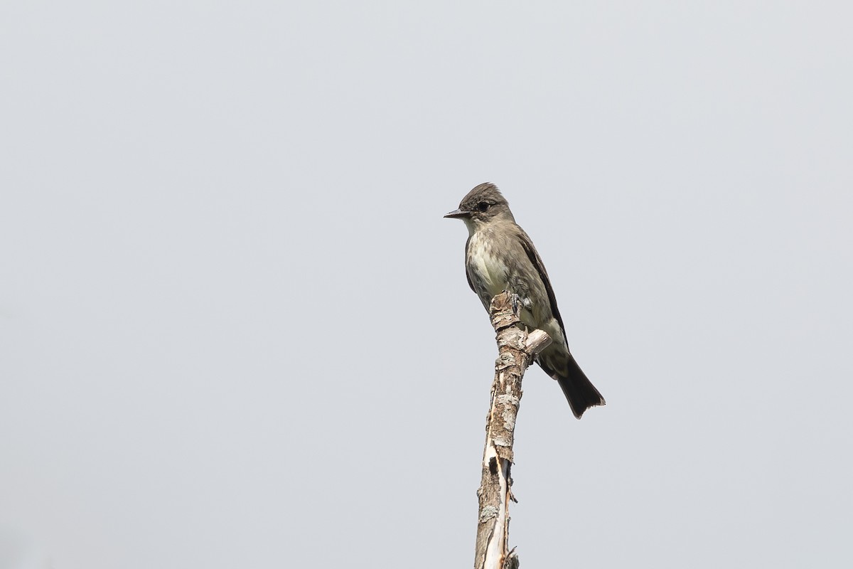 Olive-sided Flycatcher - ML641416404