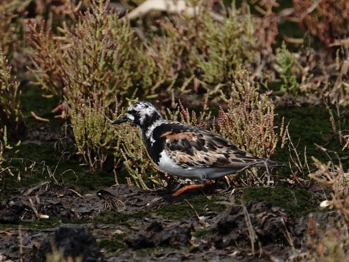 Ruddy Turnstone - ML641416408