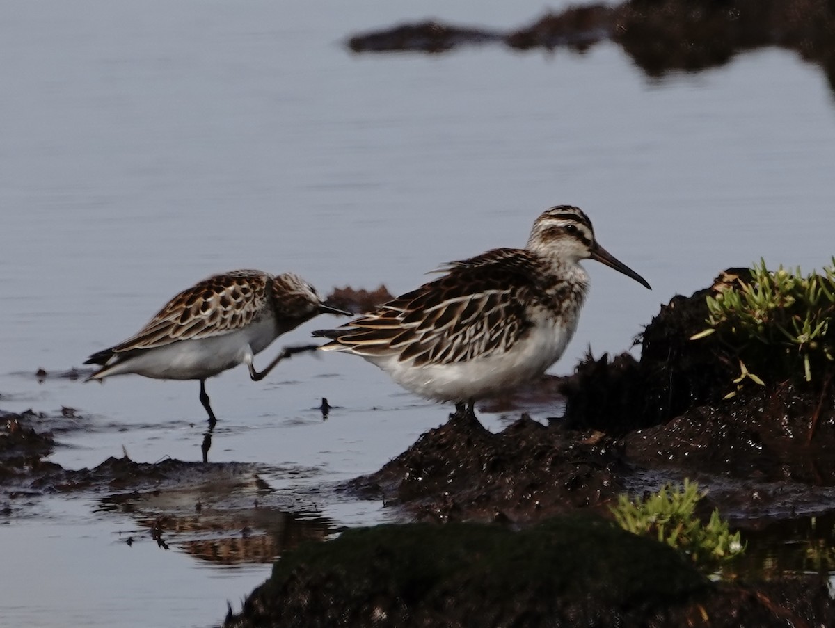 寬嘴鷸 - ML641416414