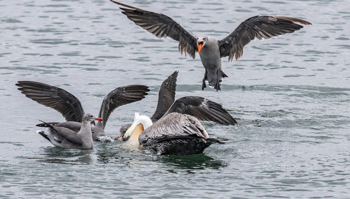 Heermann's Gull - ML641416416