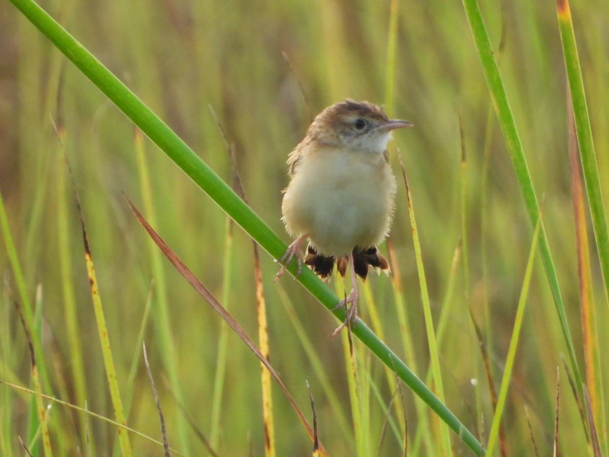 Zitting Cisticola - ML641416429