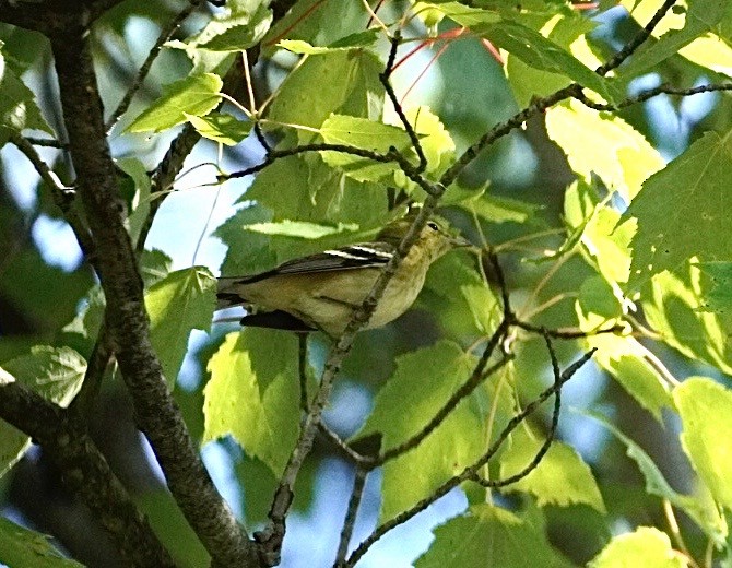 Bay-breasted Warbler - ML641416436