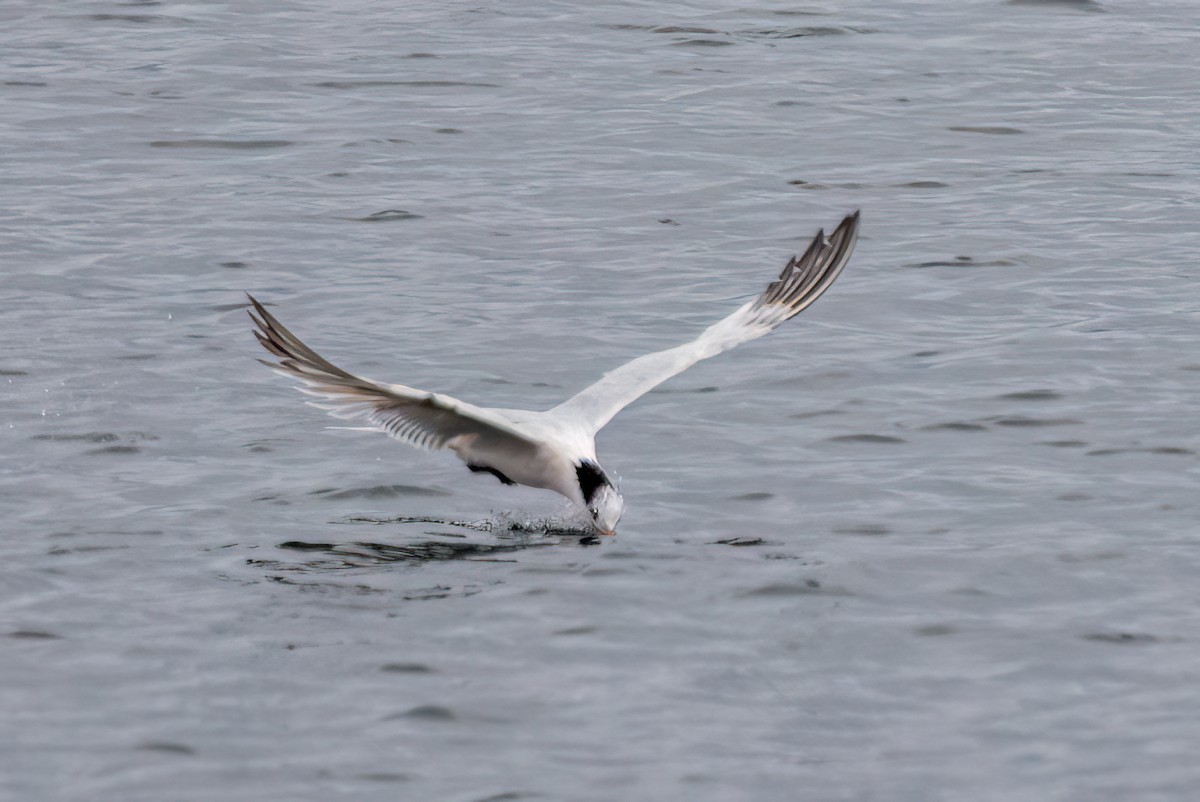 Elegant Tern - ML641416452