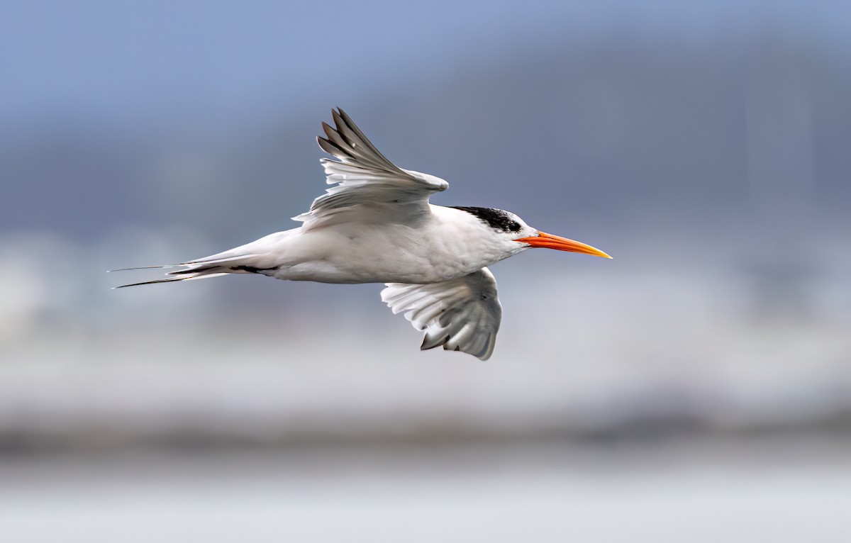 Elegant Tern - ML641416453