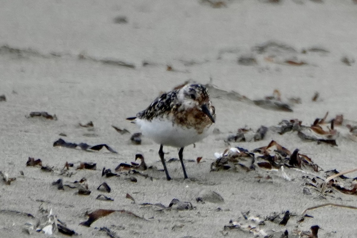 Sanderling - ML641416466