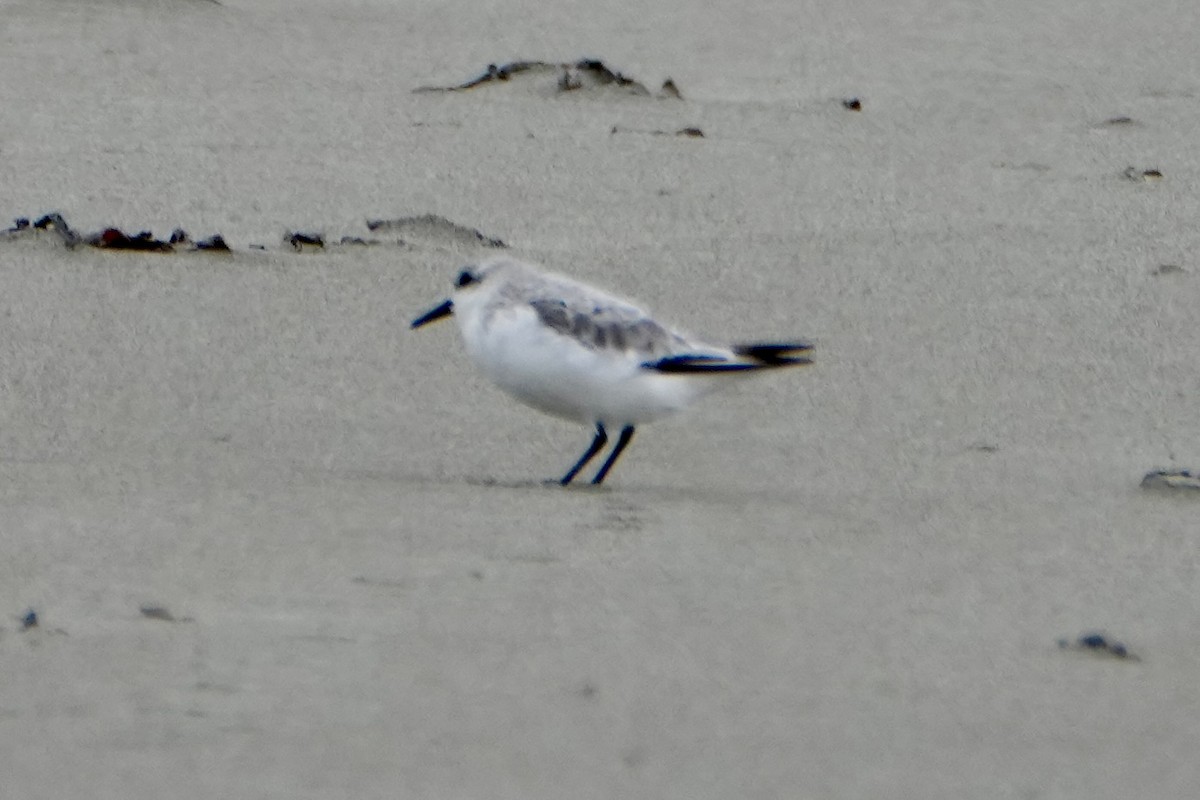 Sanderling - ML641416467