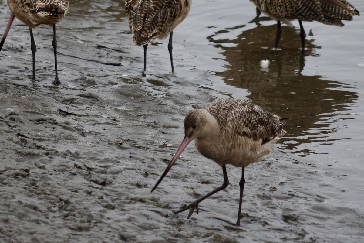 Marbled Godwit - ML641416504