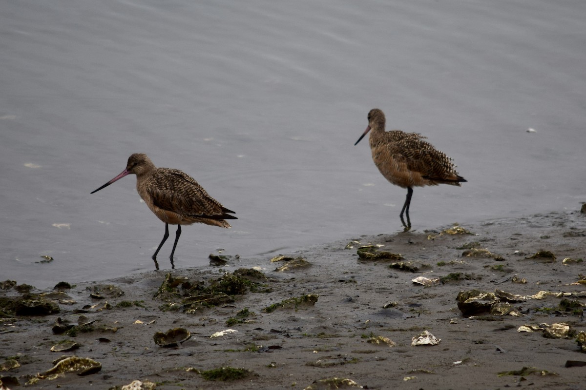 Marbled Godwit - ML641416505