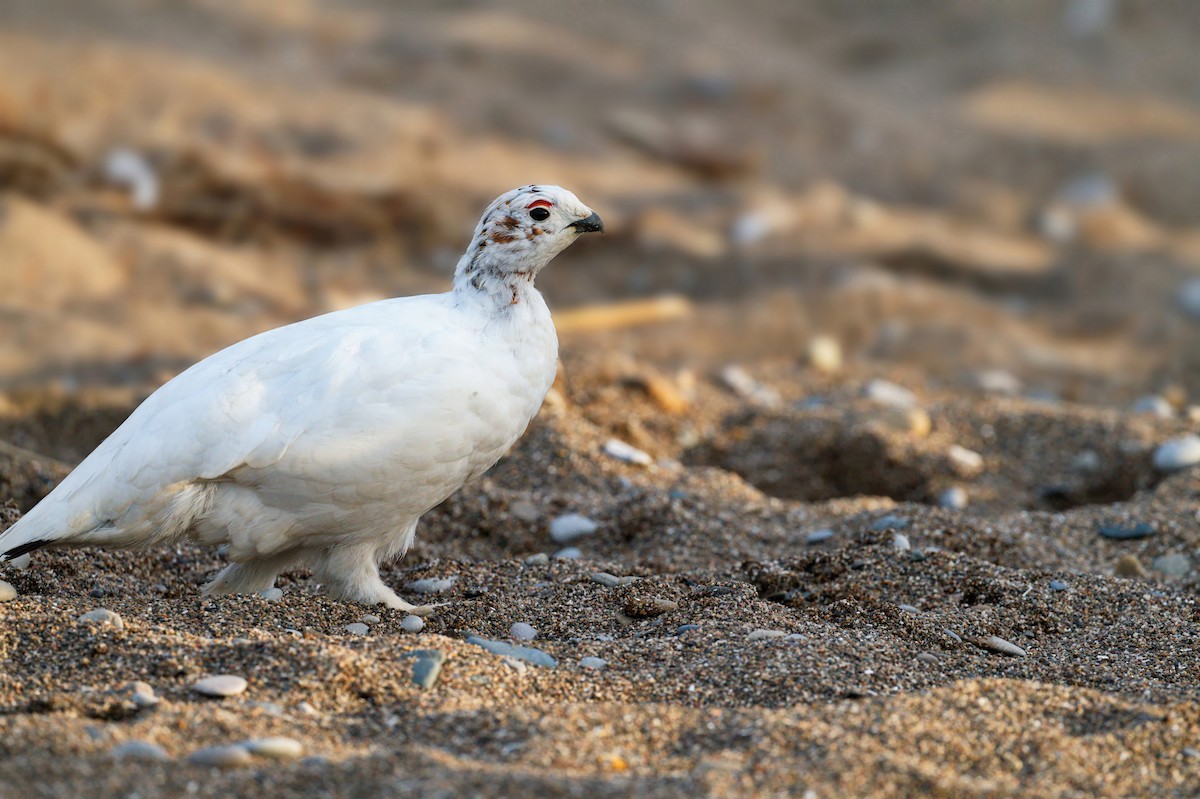 Willow Ptarmigan - ML641416507