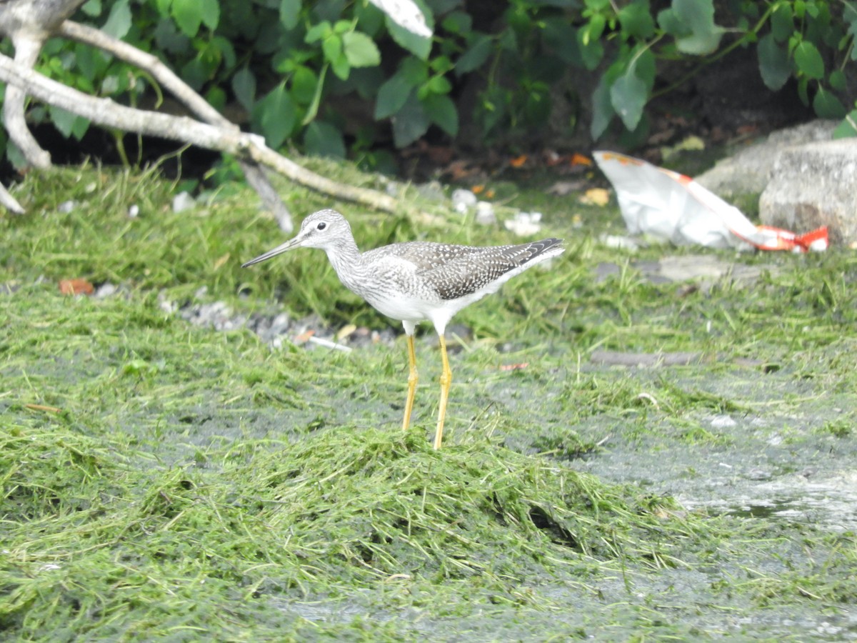 Greater Yellowlegs - ML641416508
