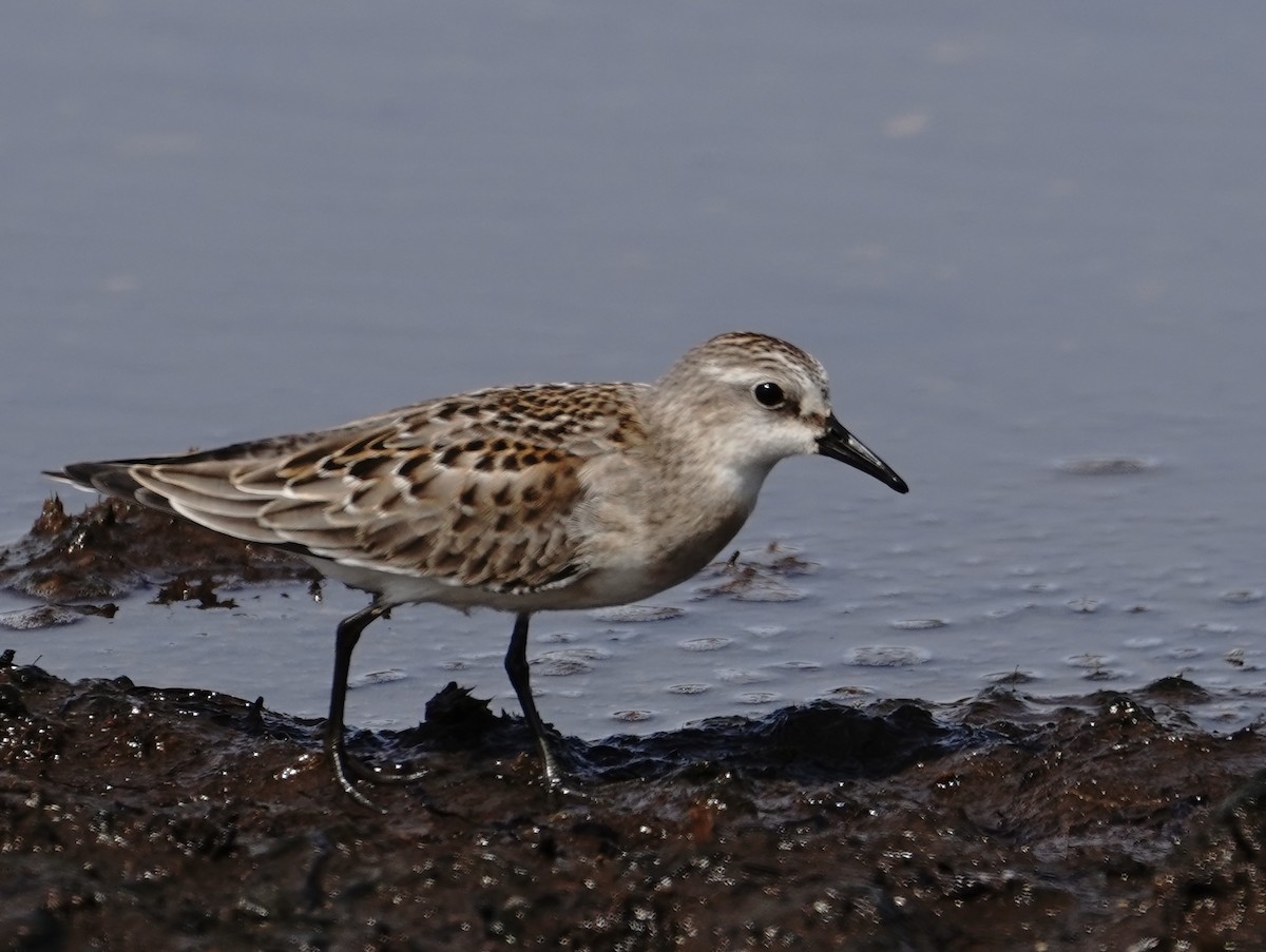 紅胸濱鷸 - ML641416510