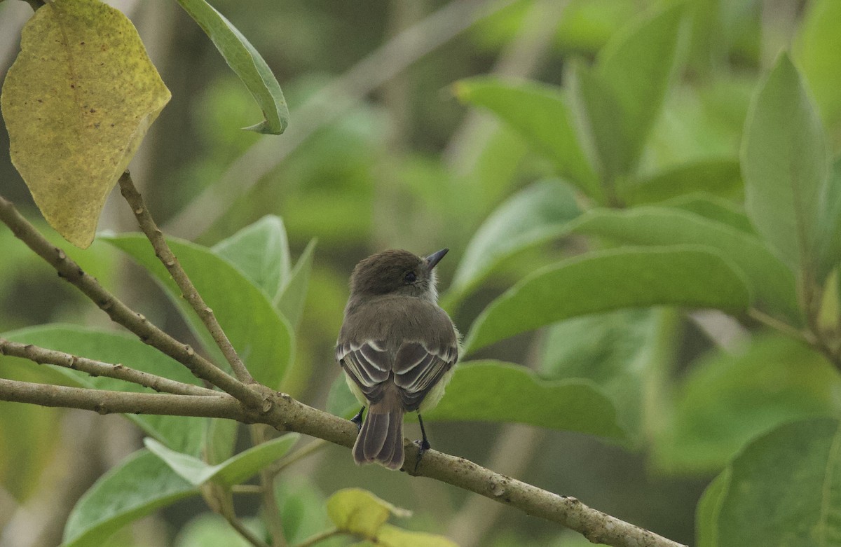 Galapagos Flycatcher - ML641416520