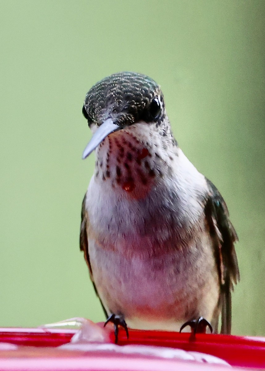 Colibri à gorge rubis - ML641416525