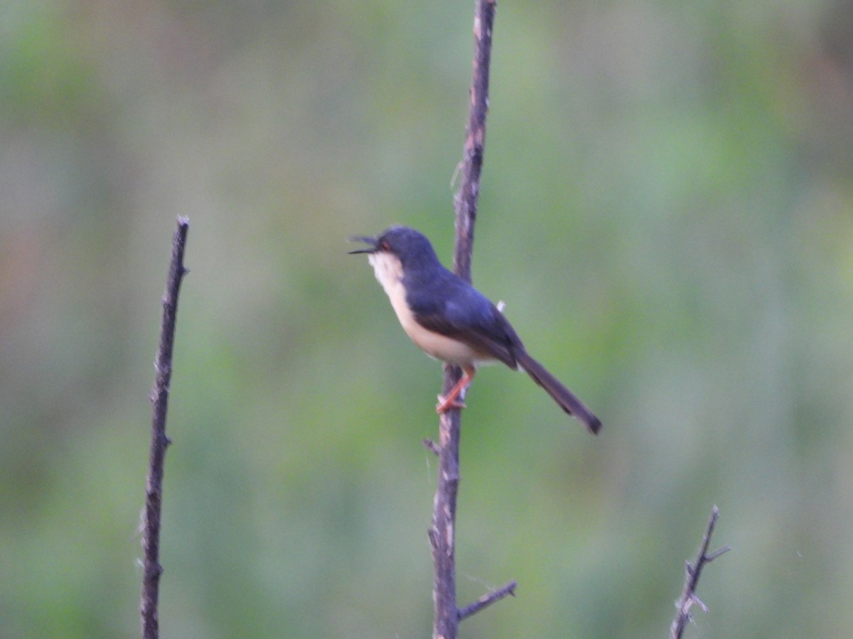 Prinia cendrée - ML641416527
