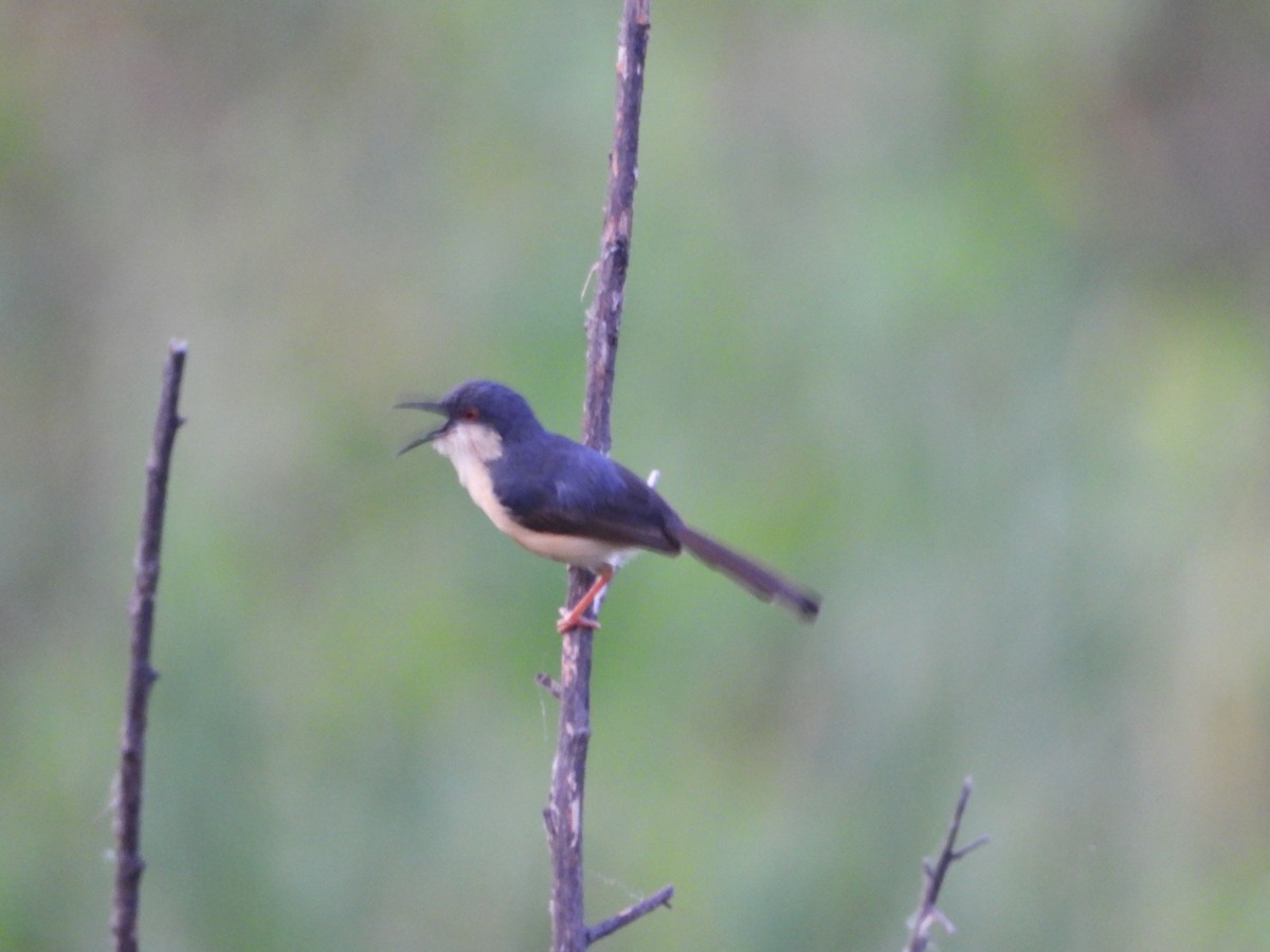 Prinia cendrée - ML641416528