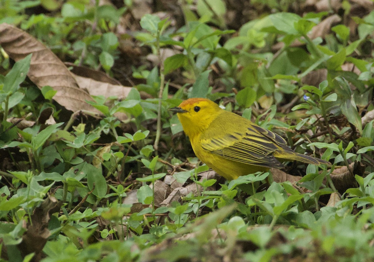 Paruline jaune - ML641416533