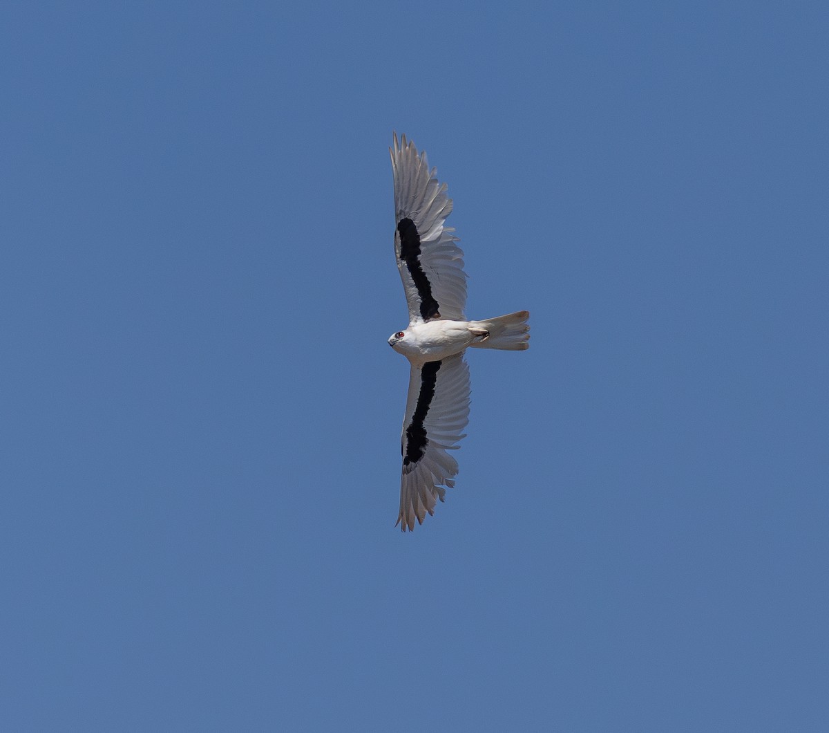 Letter-winged Kite - ML641416548