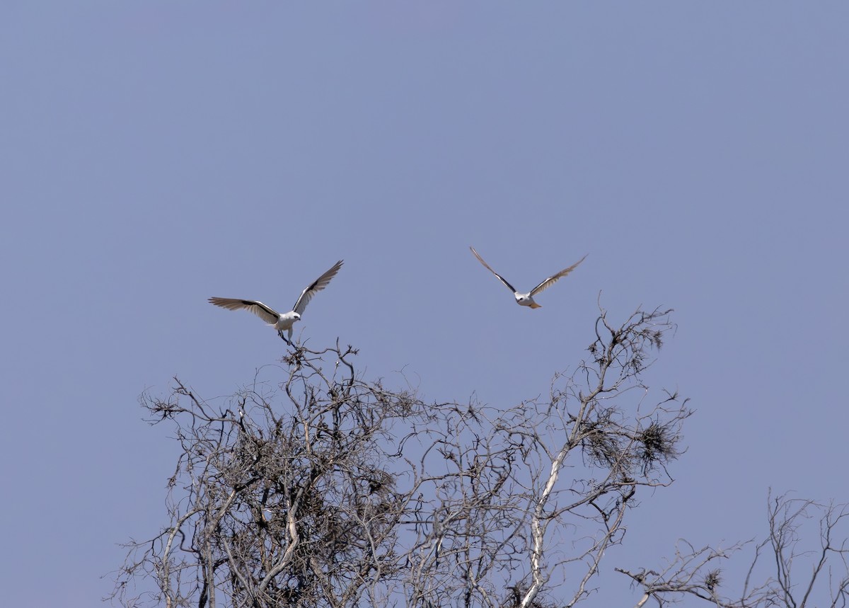 Letter-winged Kite - ML641416549