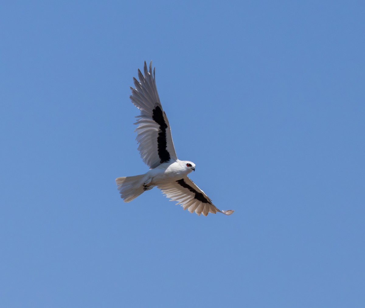 Letter-winged Kite - ML641416550