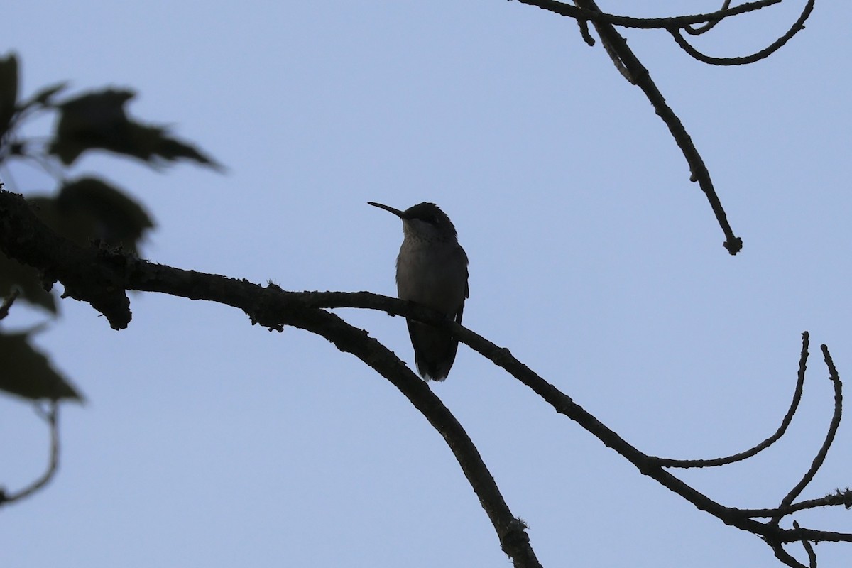 Colibri à gorge rubis - ML641416564