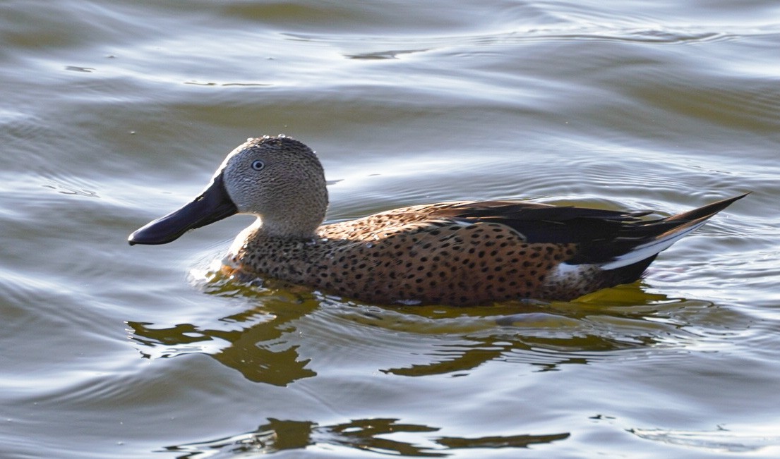 Canard spatule - ML641416567