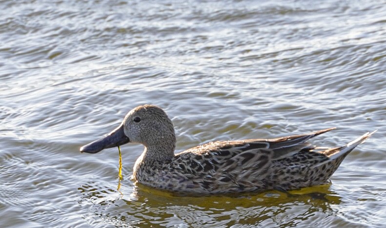 Canard spatule - ML641416568