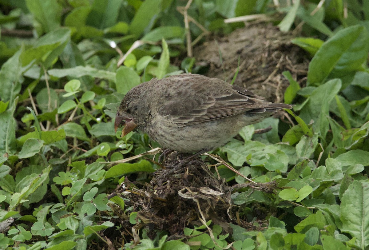 Medium Ground-Finch - ML641416576