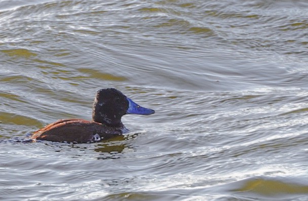 Lake Duck - ML641416582