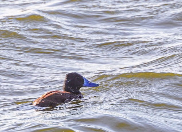 Lake Duck - ML641416584