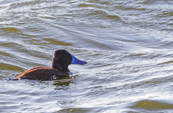 Lake Duck - ML641416585