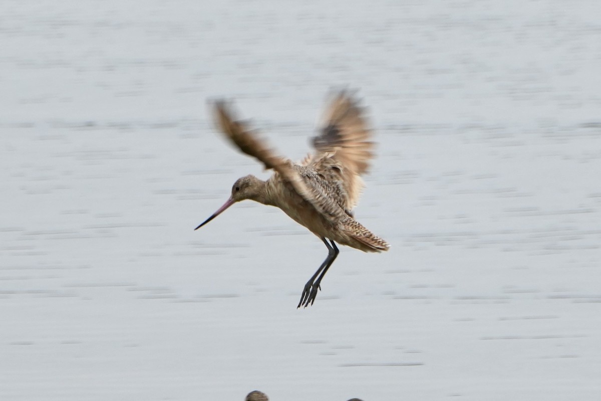 Marbled Godwit - ML641416590