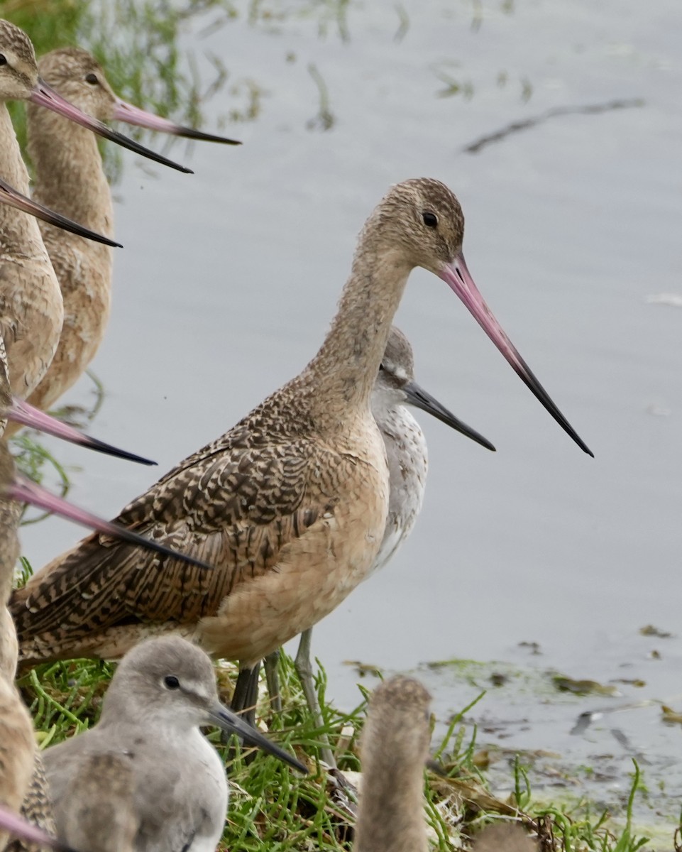 Marbled Godwit - ML641416591