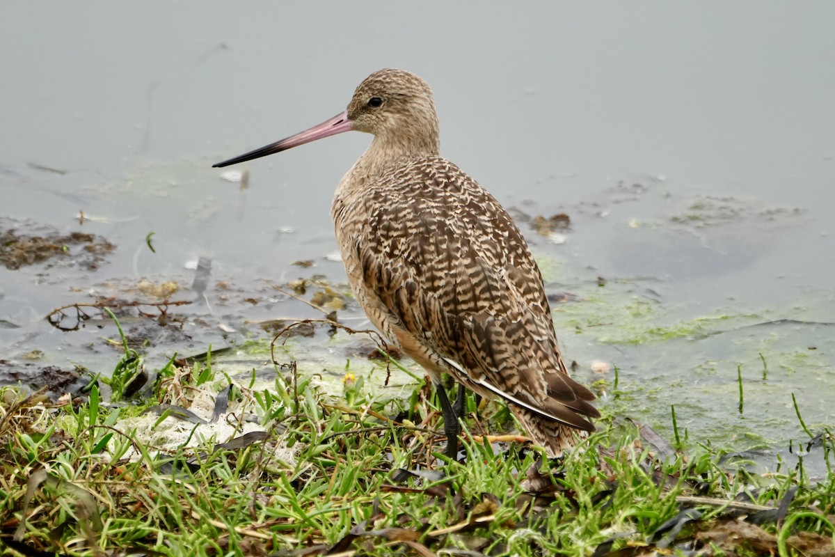 Marbled Godwit - ML641416592