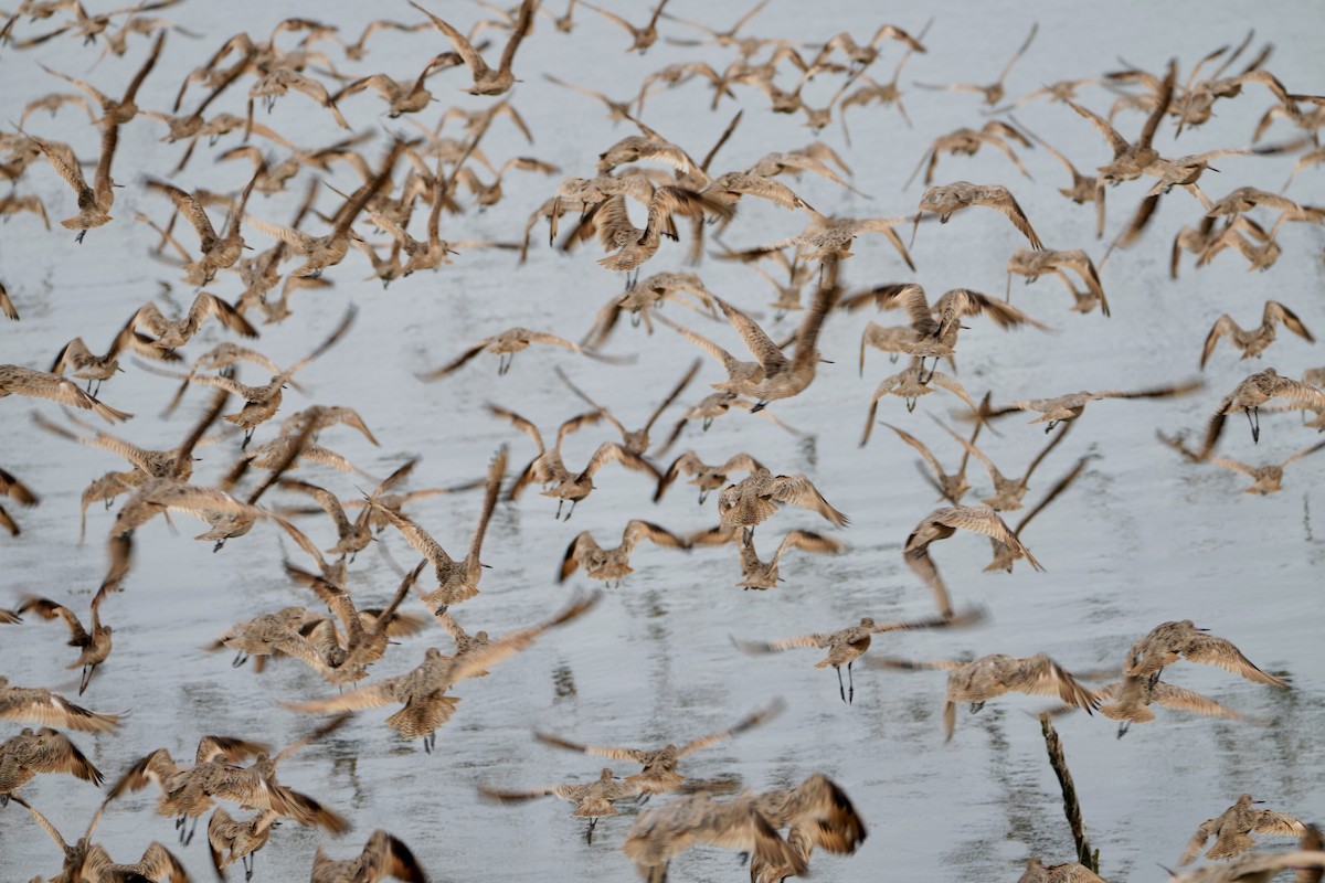 Marbled Godwit - ML641416593