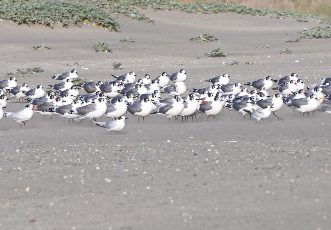 South American Tern - ML641416612