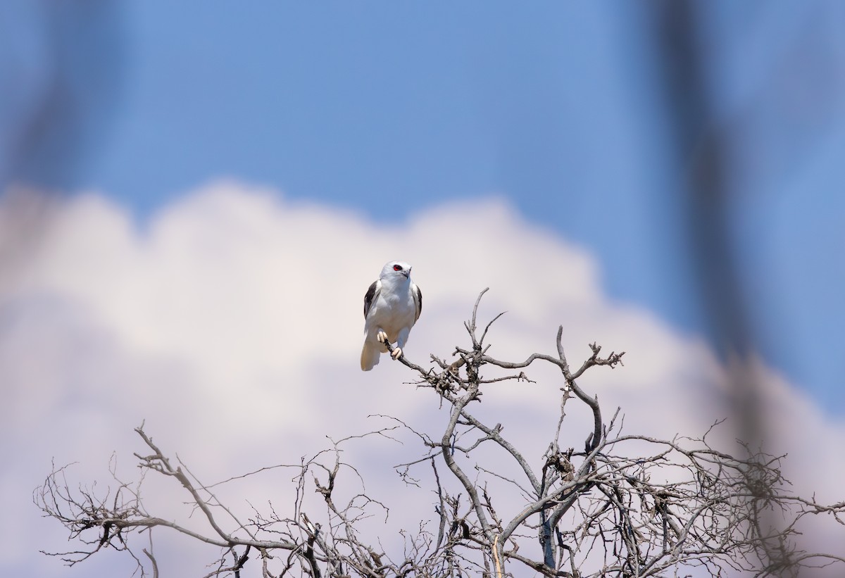 Letter-winged Kite - ML641416617
