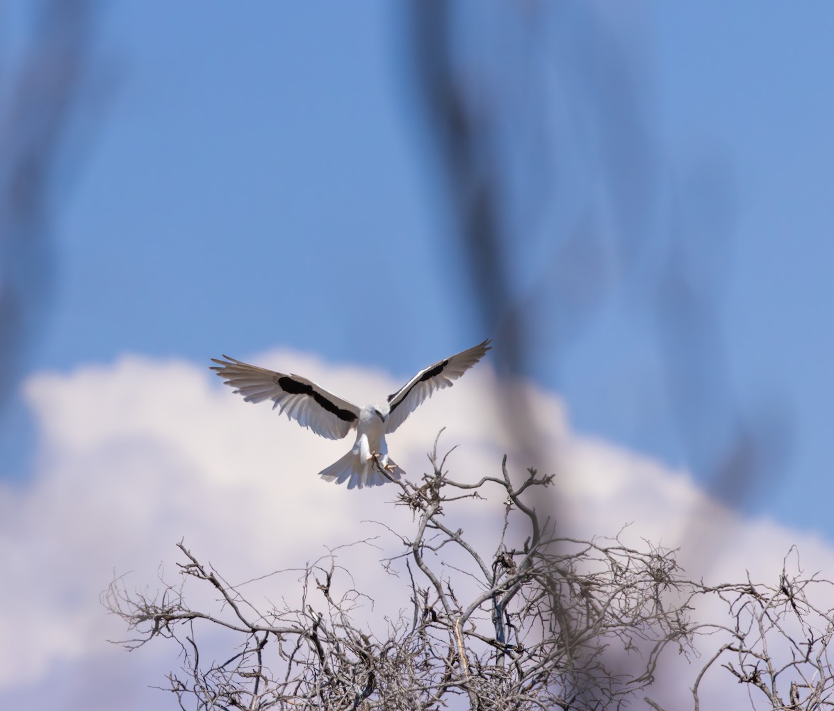 Letter-winged Kite - ML641416618