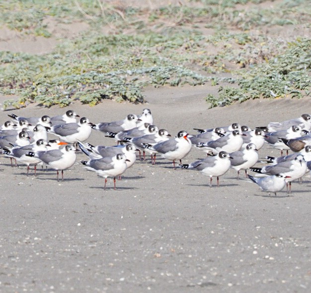 Elegant Tern - ML641416619