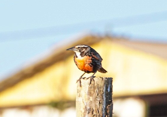 Long-tailed Meadowlark - ML641416624