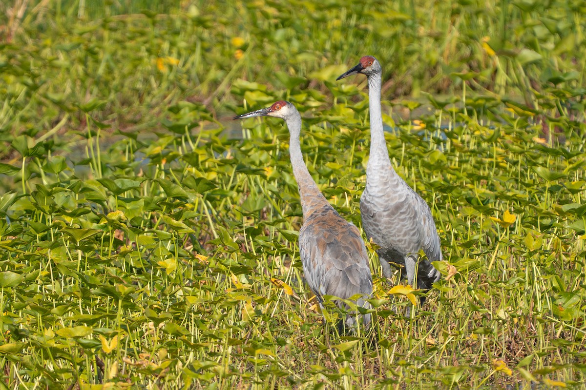 Grulla Canadiense - ML641416627