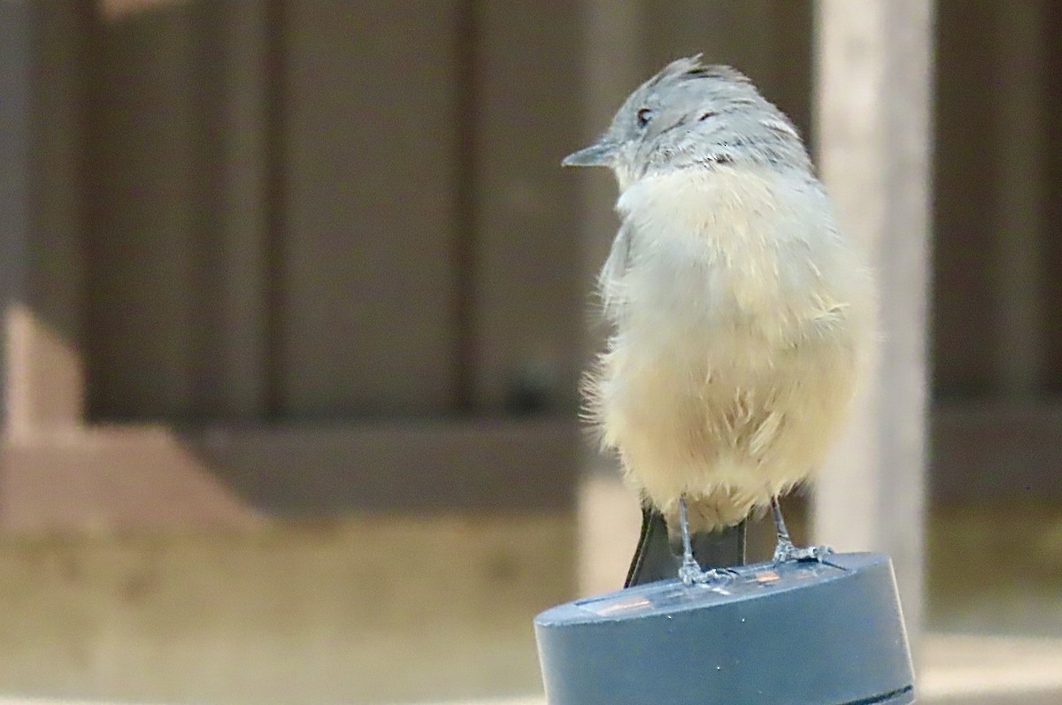 Say's Phoebe - ML641416629