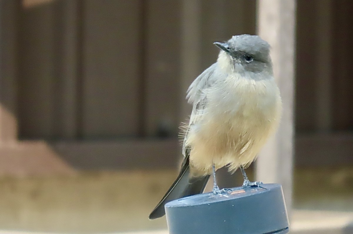 Say's Phoebe - ML641416630