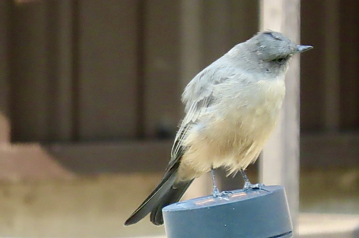 Say's Phoebe - ML641416631