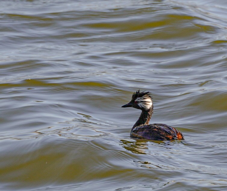 White-tufted Grebe - ML641416639