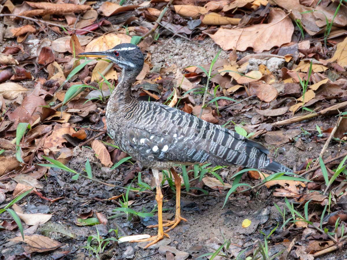 Sunbittern - ML641416650