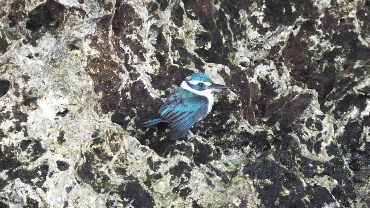 Pacific Kingfisher - ML641416660